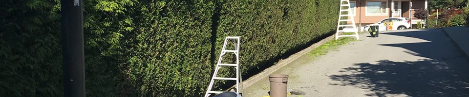 Shrub and Hedge Work