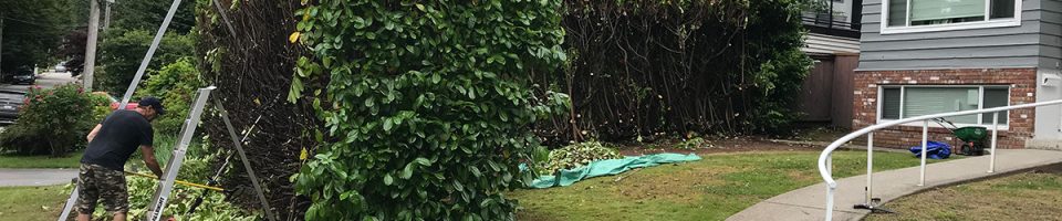 Pruning