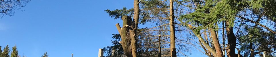 Emergency Tree Service