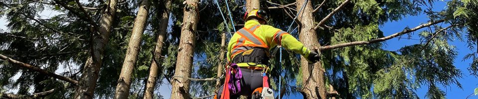 Tree Removal